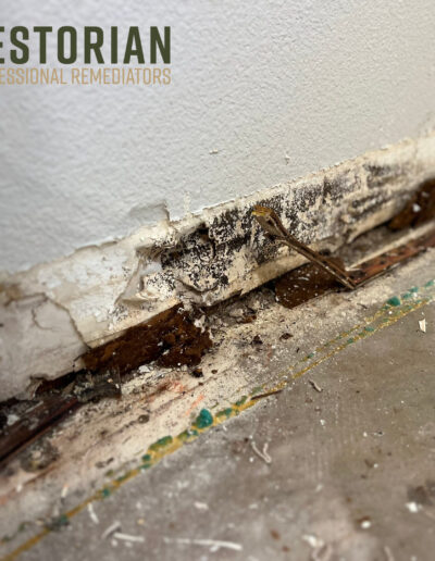 Mold Water Damage Restoration